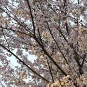 ヒメ日記 2026/04/02 18:00 投稿 秋野えり 洗体アカスリとHなスパのお店（埼玉ハレ系）