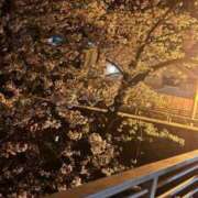 ヒメ日記 2025/04/04 13:07 投稿 れむ Picasso(ピカソ)