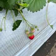 ヒメ日記 2025/04/05 13:16 投稿 れむ Picasso(ピカソ)