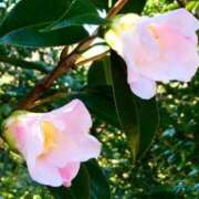 ヒメ日記 2025/02/01 08:41 投稿 湧井ゆかり プレジデントハウス