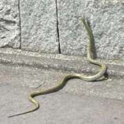 ヒメ日記 2025/02/09 23:41 投稿 湧井ゆかり プレジデントハウス