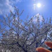 ヒメ日記 2025/04/08 11:05 投稿 湧井ゆかり プレジデントハウス