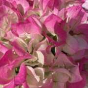 ヒメ日記 2025/07/17 09:58 投稿 湧井ゆかり プレジデントハウス