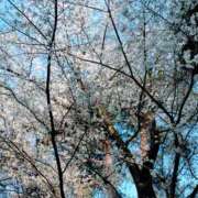 ヒメ日記 2025/04/05 08:33 投稿 かほ 性腺熟女100％鶯谷（デリヘル市場）