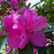 ヒメ日記 2025/05/24 16:27 投稿 かほ 性腺熟女100％鶯谷（デリヘル市場）