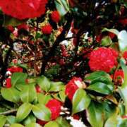 ヒメ日記 2025/06/01 11:46 投稿 かほ 性腺熟女100％鶯谷（デリヘル市場）