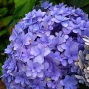 ヒメ日記 2025/06/07 08:07 投稿 かほ 性腺熟女100％鶯谷（デリヘル市場）