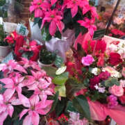 ヒメ日記 2025/12/26 07:46 投稿 かほ 性腺熟女100％鶯谷（デリヘル市場）