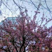 かほ おはようございます 性腺熟女100％鶯谷（デリヘル市場）