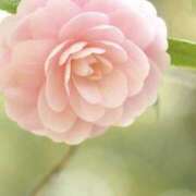 ヒメ日記 2025/02/27 17:02 投稿 あつこ 性腺熟女100％鶯谷（デリヘル市場）