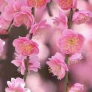 ヒメ日記 2025/03/15 23:34 投稿 あつこ 性腺熟女100％鶯谷（デリヘル市場）