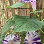 ヒメ日記 2025/07/20 12:42 投稿 あつこ 性腺熟女100％鶯谷（デリヘル市場）