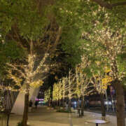 ヒメ日記 2025/12/17 23:51 投稿 あつこ 性腺熟女100％鶯谷（デリヘル市場）