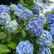 ヒメ日記 2025/06/07 13:45 投稿 あや 性腺熟女100％鶯谷（デリヘル市場）