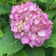 ヒメ日記 2025/06/14 22:30 投稿 あや 性腺熟女100％鶯谷（デリヘル市場）