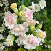 ヒメ日記 2025/08/24 10:50 投稿 あや 性腺熟女100％鶯谷（デリヘル市場）