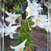 ヒメ日記 2025/02/18 07:13 投稿 こなつ 性腺熟女100％鶯谷（デリヘル市場）