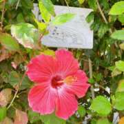 ヒメ日記 2025/06/30 21:17 投稿 こなつ 性腺熟女100％鶯谷（デリヘル市場）