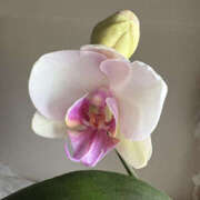 ヒメ日記 2025/04/19 12:25 投稿 まな 性腺熟女100％鶯谷（デリヘル市場）