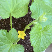 ヒメ日記 2025/06/16 13:30 投稿 まな 性腺熟女100％鶯谷（デリヘル市場）