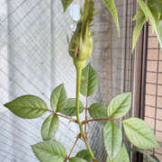 ヒメ日記 2025/10/27 13:45 投稿 まな 性腺熟女100％鶯谷（デリヘル市場）