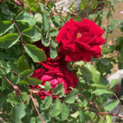 ヒメ日記 2024/12/17 07:09 投稿 まい 性腺熟女100％鶯谷（デリヘル市場）