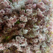 ヒメ日記 2024/12/21 07:31 投稿 まい 性腺熟女100％鶯谷（デリヘル市場）