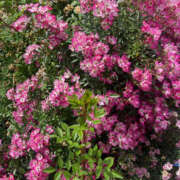 ヒメ日記 2024/12/23 13:21 投稿 まい 性腺熟女100％鶯谷（デリヘル市場）