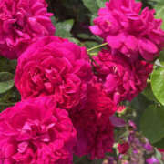 ヒメ日記 2024/12/31 08:27 投稿 まい 性腺熟女100％鶯谷（デリヘル市場）