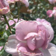 ヒメ日記 2025/01/17 11:02 投稿 まい 性腺熟女100％鶯谷（デリヘル市場）