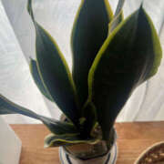 ヒメ日記 2025/02/27 07:01 投稿 まい 性腺熟女100％鶯谷（デリヘル市場）