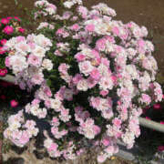 ヒメ日記 2025/03/11 07:42 投稿 まい 性腺熟女100％鶯谷（デリヘル市場）