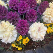 ヒメ日記 2025/03/17 11:57 投稿 まい 性腺熟女100％鶯谷（デリヘル市場）