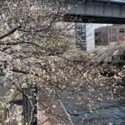 ヒメ日記 2025/04/05 16:20 投稿 まい 性腺熟女100％鶯谷（デリヘル市場）