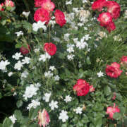 ヒメ日記 2025/04/06 09:03 投稿 まい 性腺熟女100％鶯谷（デリヘル市場）