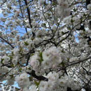 ヒメ日記 2025/04/08 08:30 投稿 まい 性腺熟女100％鶯谷（デリヘル市場）