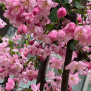 ヒメ日記 2025/04/10 07:07 投稿 まい 性腺熟女100％鶯谷（デリヘル市場）