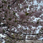 ヒメ日記 2025/04/12 07:15 投稿 まい 性腺熟女100％鶯谷（デリヘル市場）