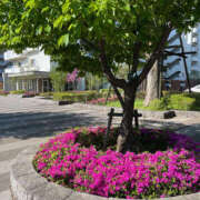 ヒメ日記 2025/04/15 18:09 投稿 まい 性腺熟女100％鶯谷（デリヘル市場）