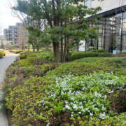 ヒメ日記 2025/04/26 17:29 投稿 まい 性腺熟女100％鶯谷（デリヘル市場）