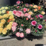 ヒメ日記 2025/05/11 06:26 投稿 まい 性腺熟女100％鶯谷（デリヘル市場）