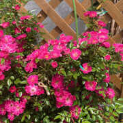 ヒメ日記 2025/05/14 07:13 投稿 まい 性腺熟女100％鶯谷（デリヘル市場）