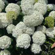 ヒメ日記 2025/05/25 07:23 投稿 まい 性腺熟女100％鶯谷（デリヘル市場）