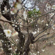 ヒメ日記 2026/02/22 17:35 投稿 まい 性腺熟女100％鶯谷（デリヘル市場）