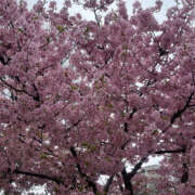 ヒメ日記 2026/03/03 07:40 投稿 まい 性腺熟女100％鶯谷（デリヘル市場）