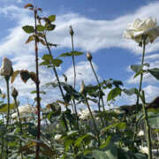 ヒメ日記 2026/03/15 19:30 投稿 まい 性腺熟女100％鶯谷（デリヘル市場）