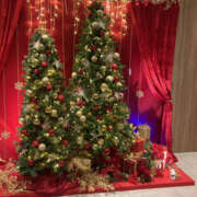 ヒメ日記 2025/11/21 23:50 投稿 ゆめ 性腺熟女100％鶯谷（デリヘル市場）