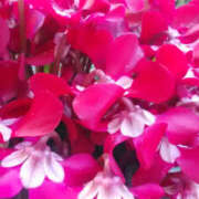 ヒメ日記 2024/12/12 13:34 投稿 かんな 性腺熟女100％鶯谷（デリヘル市場）