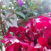 ヒメ日記 2024/12/25 13:18 投稿 かんな 性腺熟女100％鶯谷（デリヘル市場）