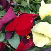 ヒメ日記 2025/01/16 12:12 投稿 かんな 性腺熟女100％鶯谷（デリヘル市場）